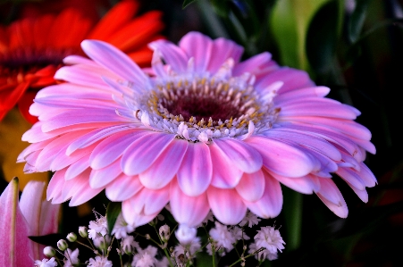 Blossom plant flower petal Photo