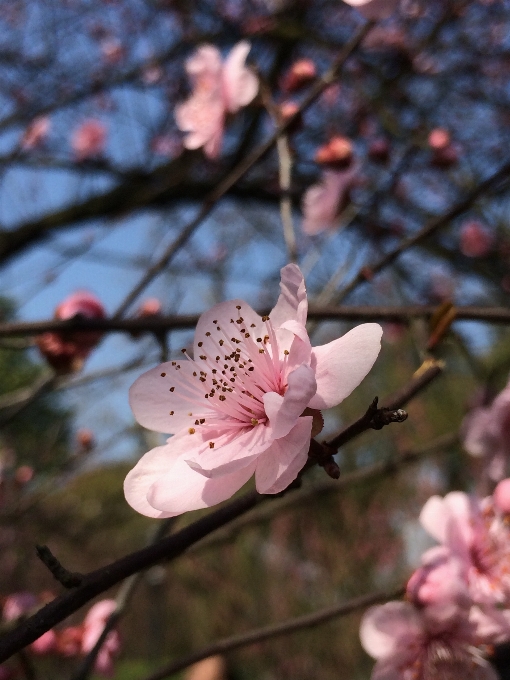 árbol rama florecer planta