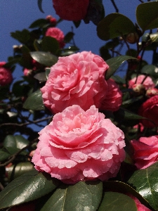 Plant flower petal rose Photo