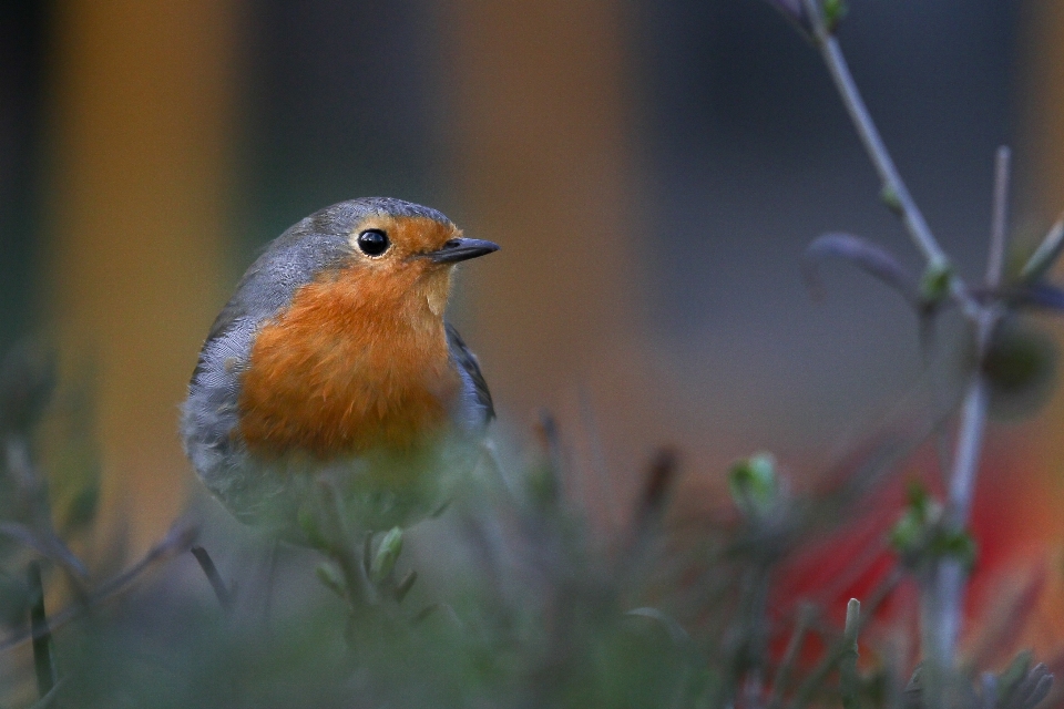 自然 ブランチ 鳥 野生動物