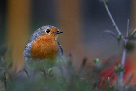 Nature branch bird wildlife Photo