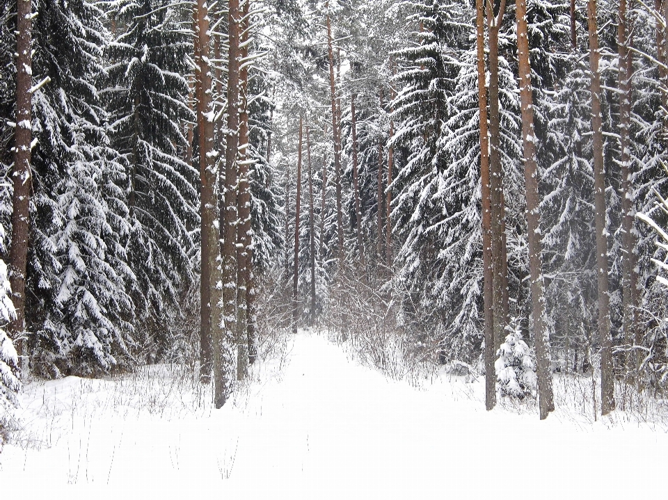 Tree forest branch snow