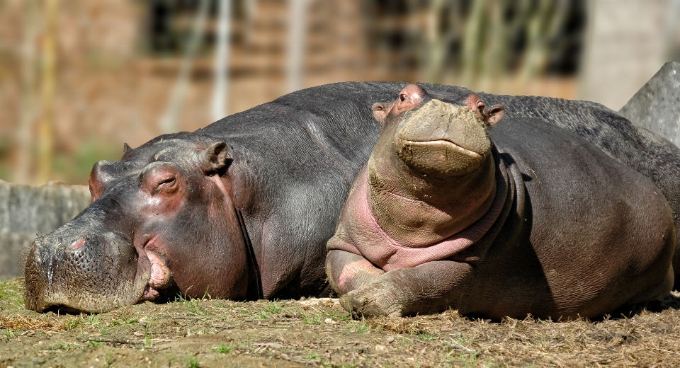 Natur abenteuer tier tierwelt