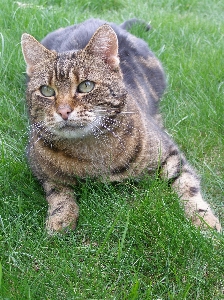 Gras tier kätzchen katze Foto