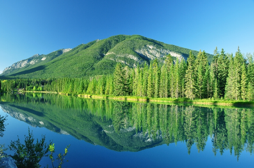 Landschaft baum natur wald