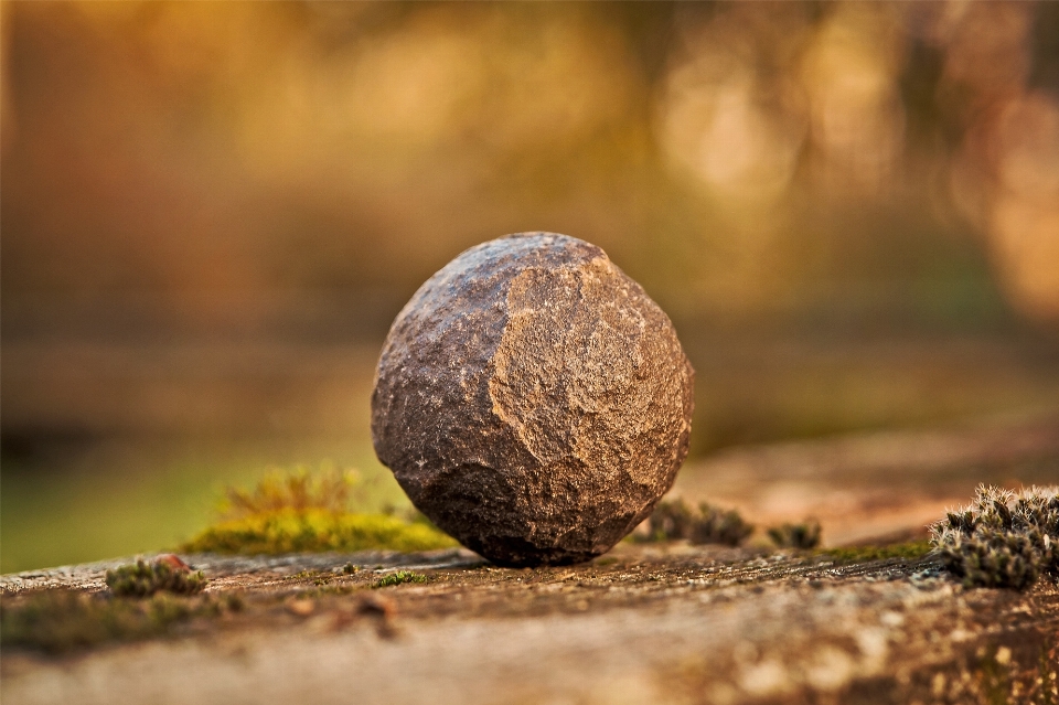 árbol naturaleza césped rock