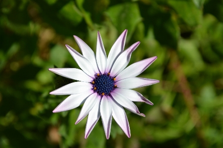 Nature blossom plant sun Photo