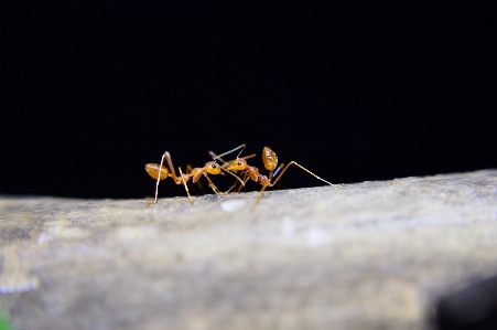 羽 写真撮影 虫 fauna 写真