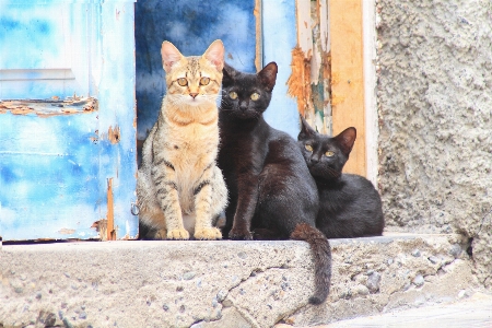 グループ 甘い 動物 かわいい 写真