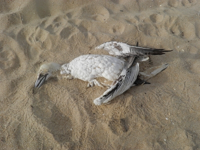 Beach sea coast ocean Photo