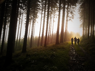 Foto Pohon alam hutan cabang