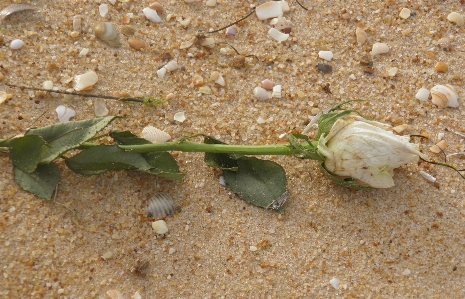 Beach leaf flower rose Photo