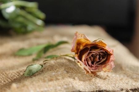 Hand plant leaf flower Photo