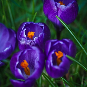 Nature blossom plant meadow Photo