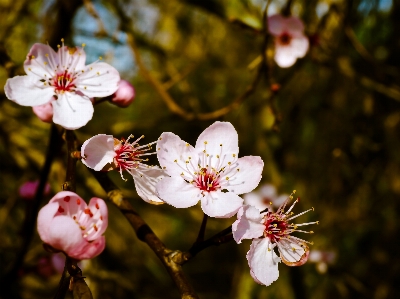 Tree nature branch blossom Photo