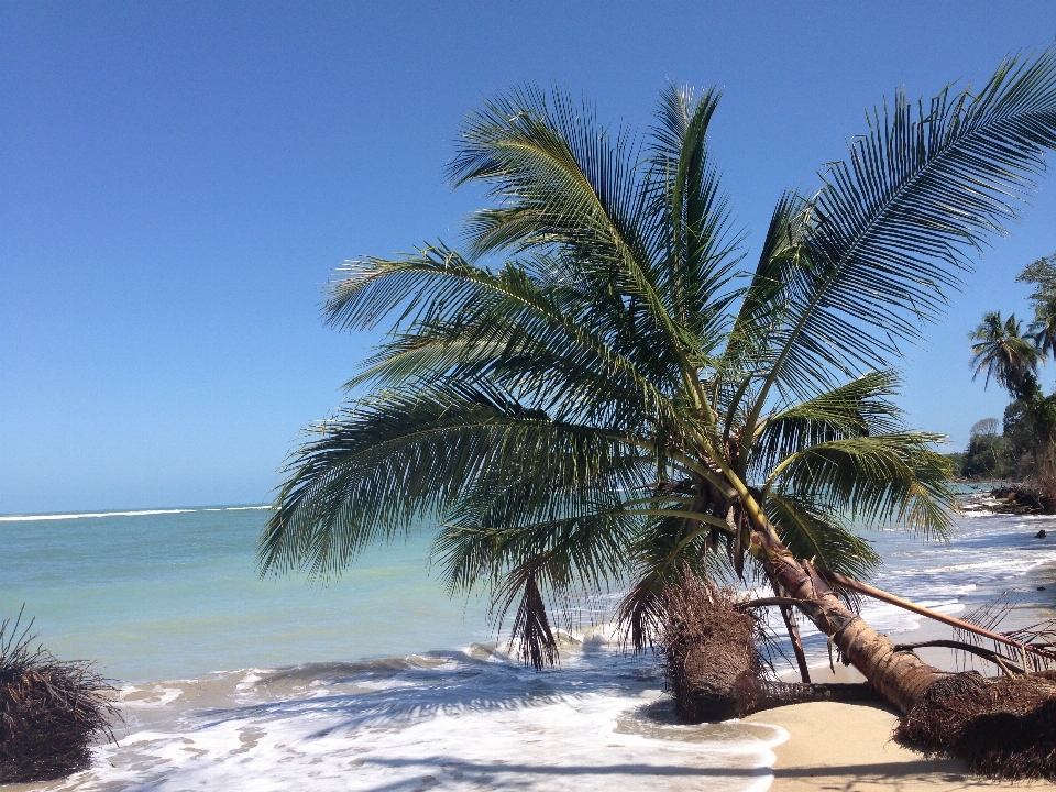 Spiaggia mare costa albero