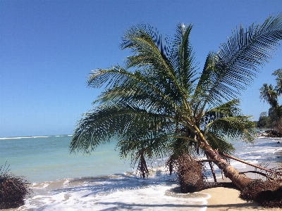 Beach sea coast tree Photo