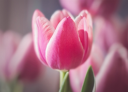 Blossom plant flower petal Photo