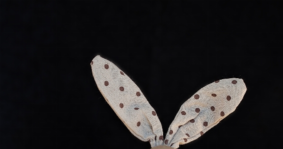 Wing leaf petal pattern Photo