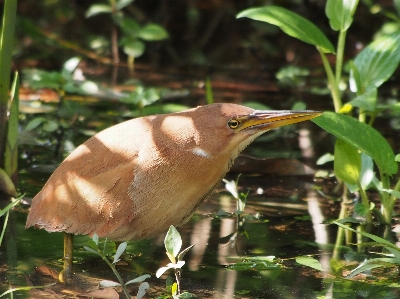 Nature bird flower wildlife Photo