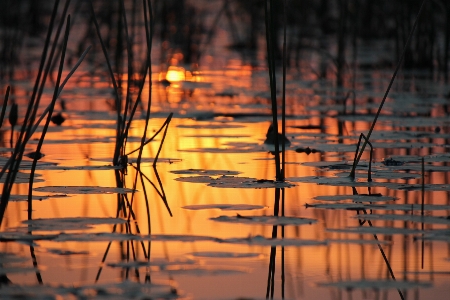 Tree water nature branch Photo