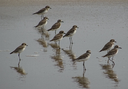 Foto Praia pássaro ave marinha
 animais selvagens