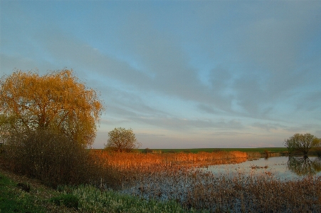 Landscape tree nature grass Photo