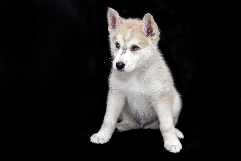 Dulce cachorro perro lindo