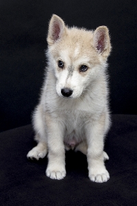 Foto Manis anak anjing imut-imut