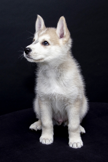 甘い 子犬 犬 かわいい