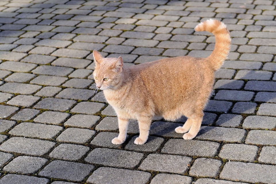 Carino femmina gattino gatto