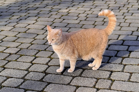 Foto Carino femmina gattino gatto