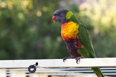 Foto Alam burung sayap satwa