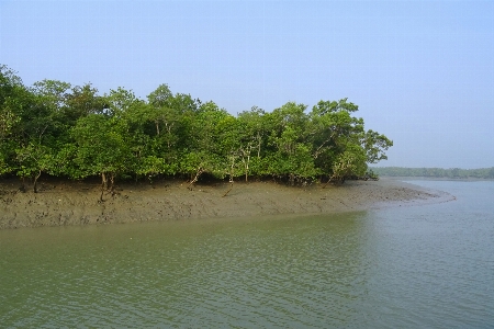 Beach sea coast tree Photo