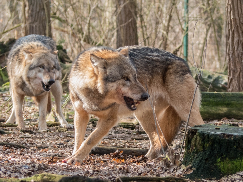 自然 動物 野生動物 野生