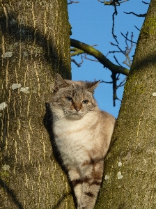 Baum natur tier tierwelt Foto