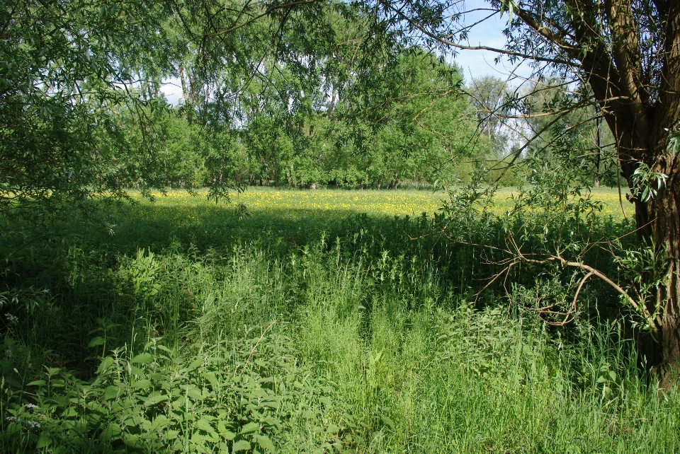 Tree nature forest grass