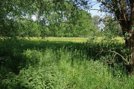 Tree nature forest grass Photo