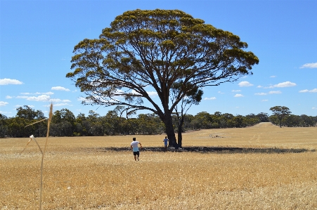 Landscape tree nature grass Photo