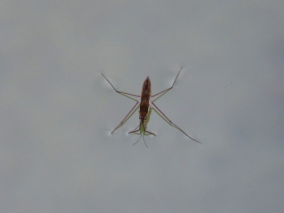 Sayap kolam serangga fauna