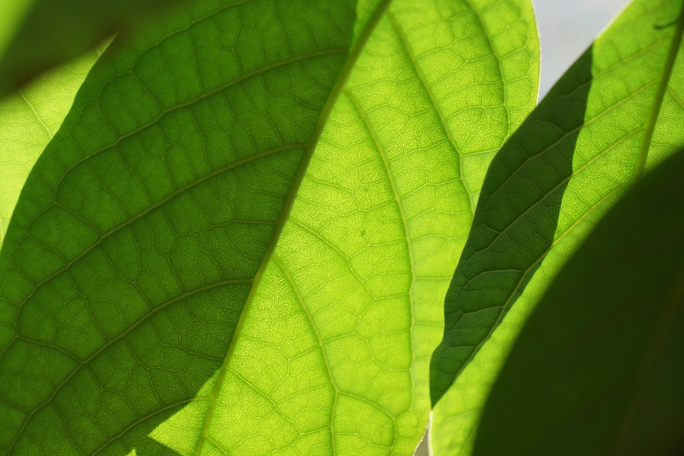 树 自然 分支 植物