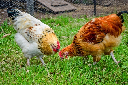 Foto Grama pássaro fazenda pradaria
