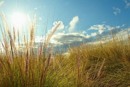 Nature grass horizon light Photo