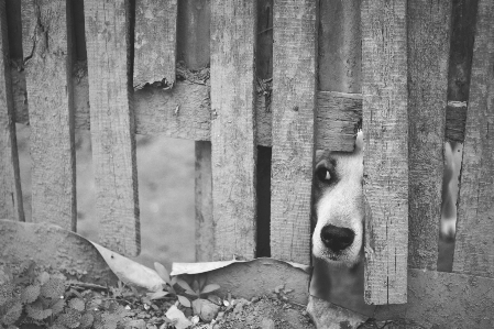 黒と白
 白 街 犬 写真