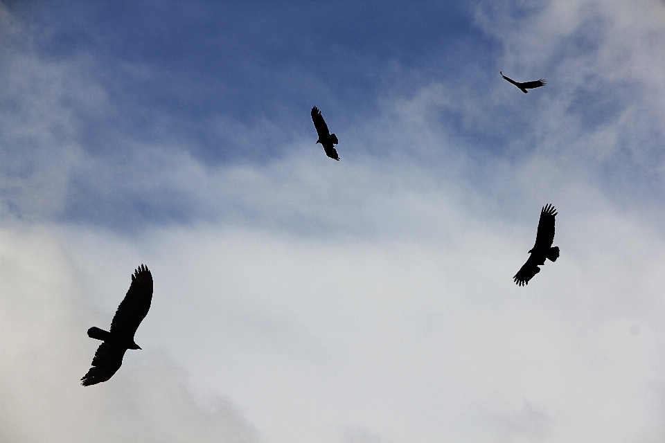 Pájaro ala cielo ave marina
