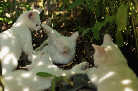 遊ぶ 花 夏 緑 写真