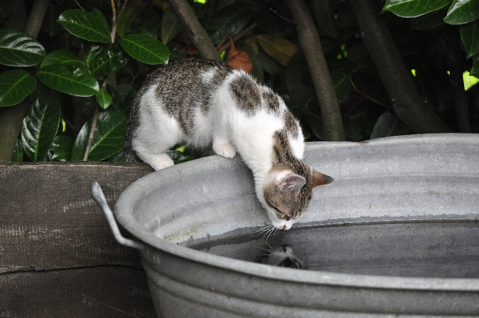 水 動物 子猫 猫