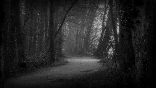 Foto Pohon alam hutan cabang