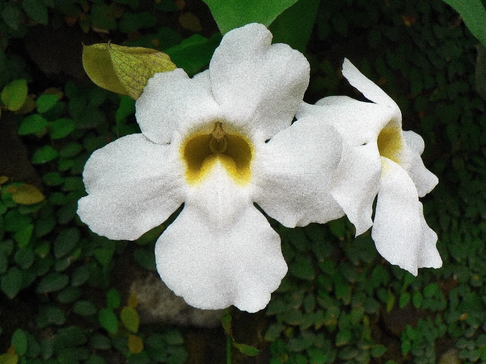 Florescer plantar branco flor