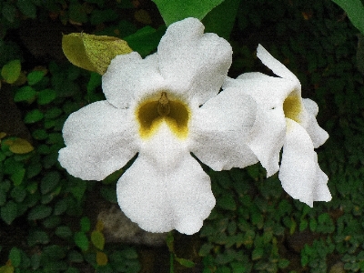 Blossom plant white flower Photo